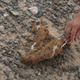 Badmaa Zorigt pointing out the features in a skull of a Protoceratops in the Ömnögovi province.